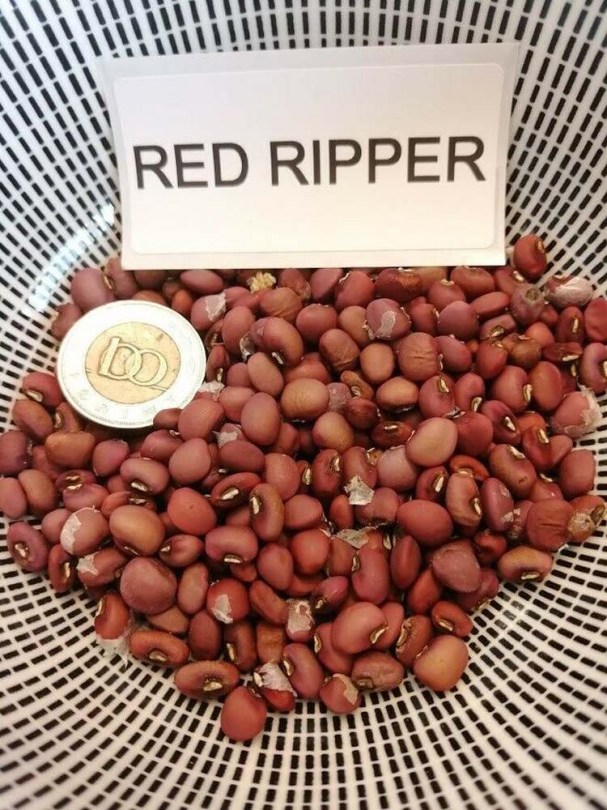 Red Ripper tehénborsó - Hüvelyes különlegességek az Egzotikus Növények Stúdiójától